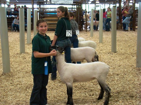 Picture of Livestock Show