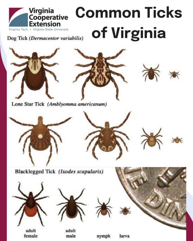 Common Ticks in Virginia