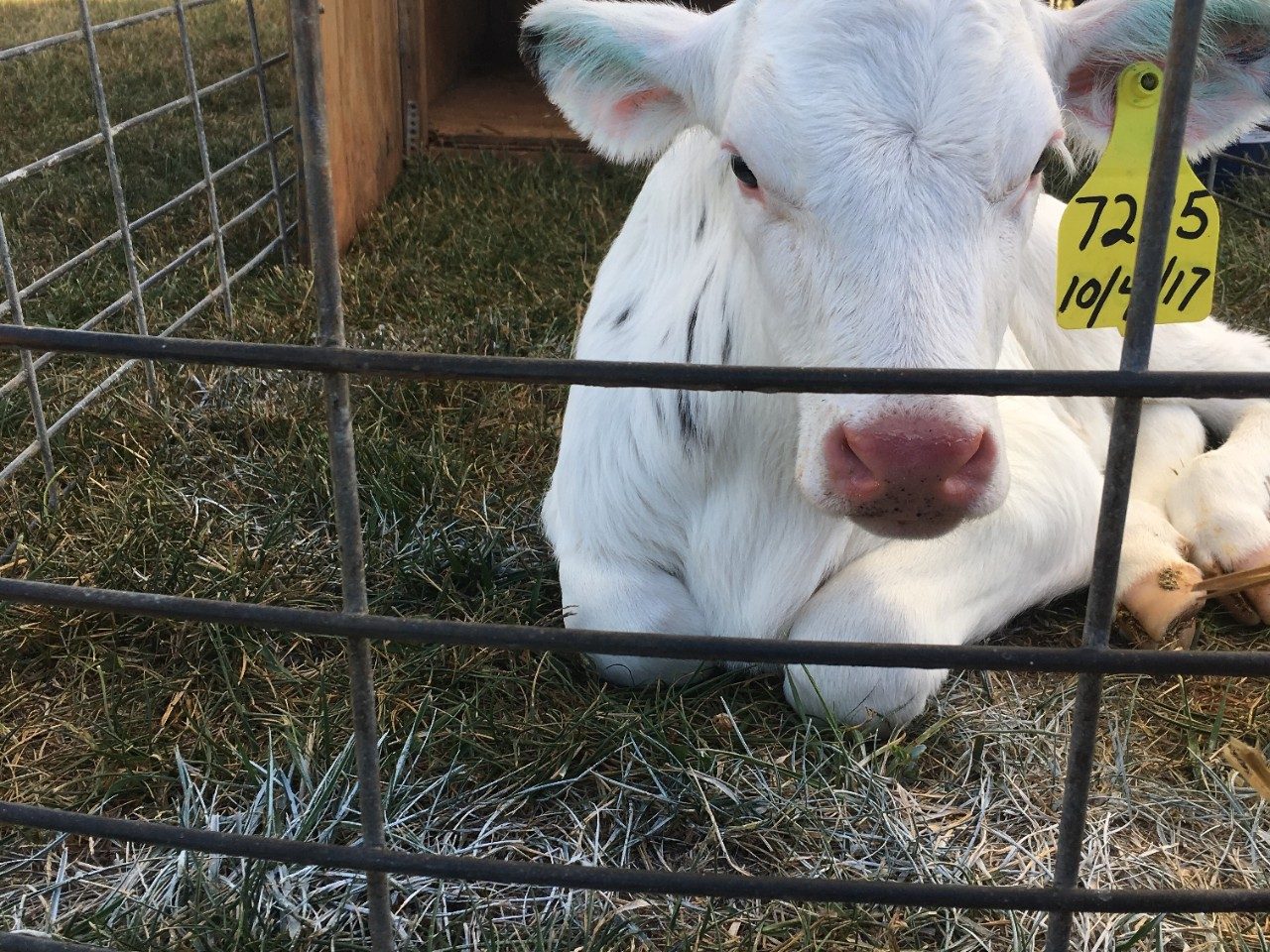 Dairy Calf